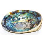 5"- 6" Abalone Shell incense burner