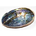 6"- 7" Abalone Shell incense burner (A quality)