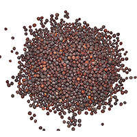 Brown Mustard Seed 2oz